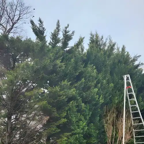 Tree Pruning, Tree Trimming, and Bush Trimming