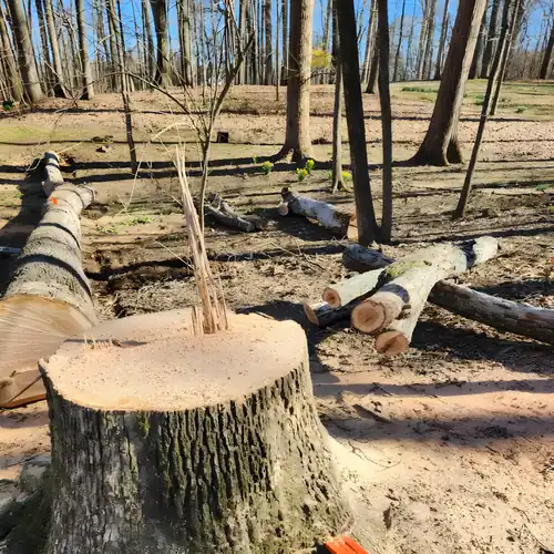 Stump/ Root Grinding